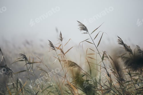 Preview: Reeds in gloomy autumn morning