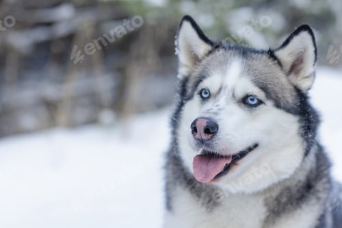 Preview: snow dog Husky in the snow on the background of the forest, snowy forest and dog