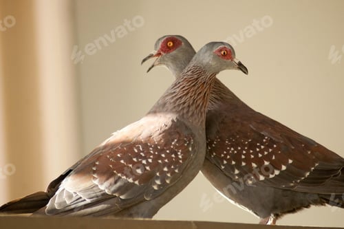 Preview: lovebirds, lover bird, lovely