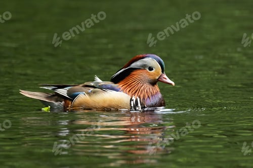 Preview: Adorable mandarin duck swimming in pond with water in summer