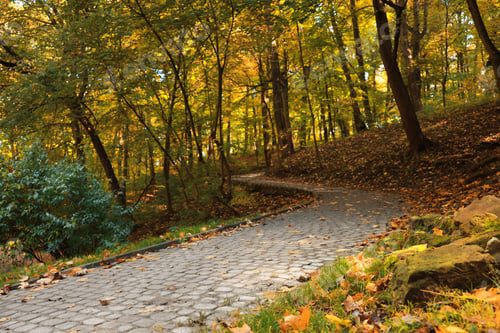 Preview: Pathway, fallen leaves and trees in beautiful park on autumn day