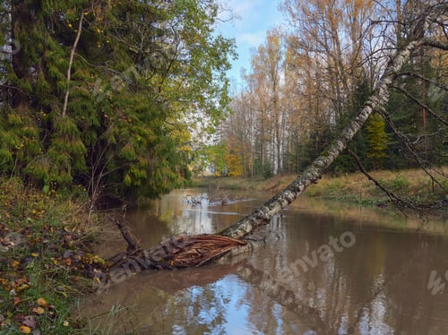Preview: Forest river in autumn: nature of Northern Europe, Finland.