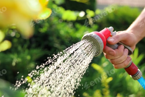 Preview: Man watering plants from hose in garden, closeup