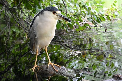 Preview: Black-crowned Night Heron wading bird on a log