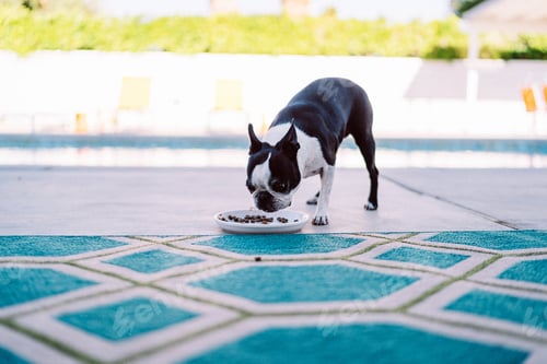 Dog Enjoying Food by the Pool on Blue Rug