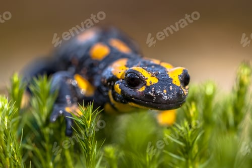 Preview: Fire salamander newt on moss