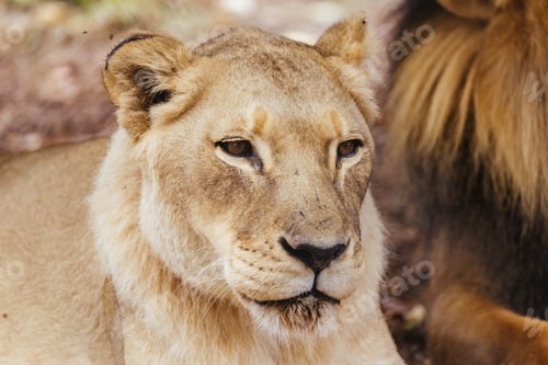 Preview: African Lion in Captivity in Australia