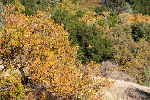Preview: Western Sycamore trees covered in fall colors