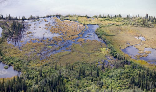 Preview: Riparian sub-arctic boreal forest taiga wetland