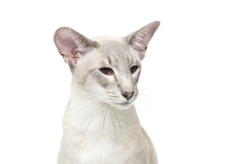Preview: Beautiful oriental siam cat