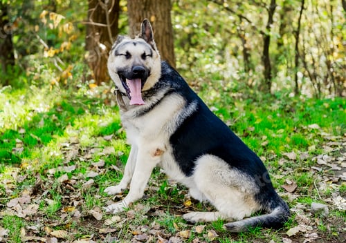 Preview: Portrait of big shepherd dog yawning with tongue out sitting on green grass in autumn forest