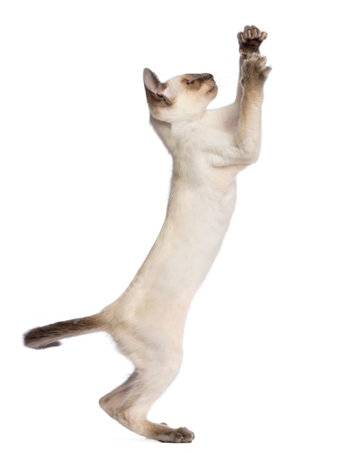 Preview: Oriental Shorthair kitten, 9 weeks old, standing on hind legs and reaching against white background