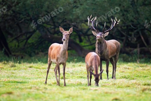 Preview: Red deer herd with stag sniffing for scents of hind during rutting season