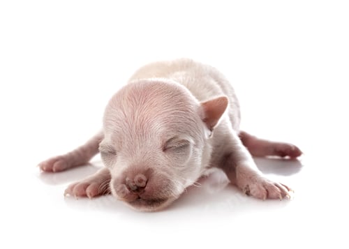 Preview: puppy chihuahua in studio