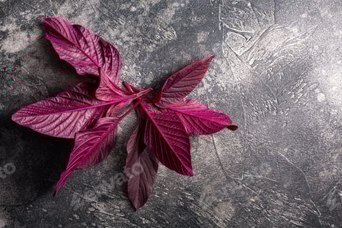 Preview: Red Amaranth leaves atop dark textured backdrop, top view. Amaranthus species