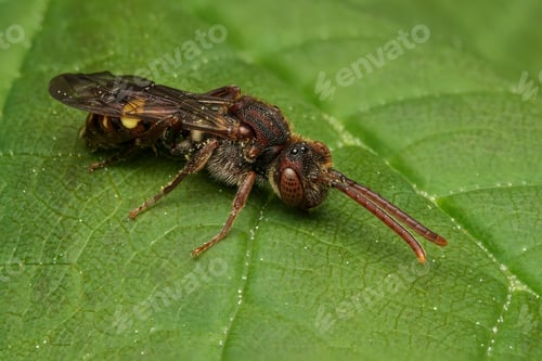 Preview: Small Nomad Bee (Nomada Flavoguttata)
perched on a green leaf