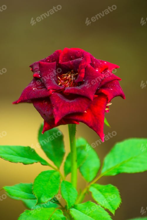 Preview: indonesia beauty landscape paddy fields in north bengkulu natural beautiful morning view from asia