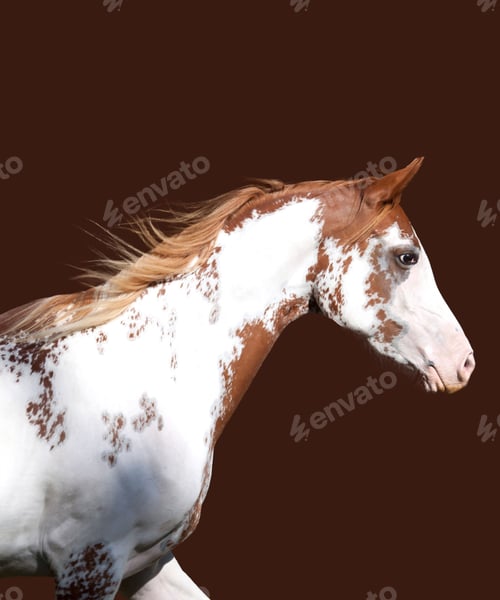 Preview: horse, mare, wilderness, stallion