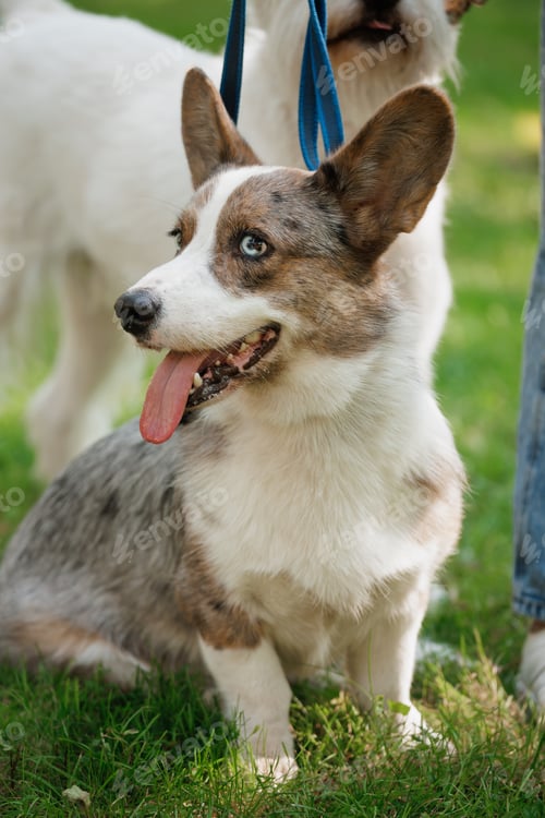 Preview: Funny marle Welsh Corgi cardigan is sitting on lawn. corgi dog walking on park. taking care of pet