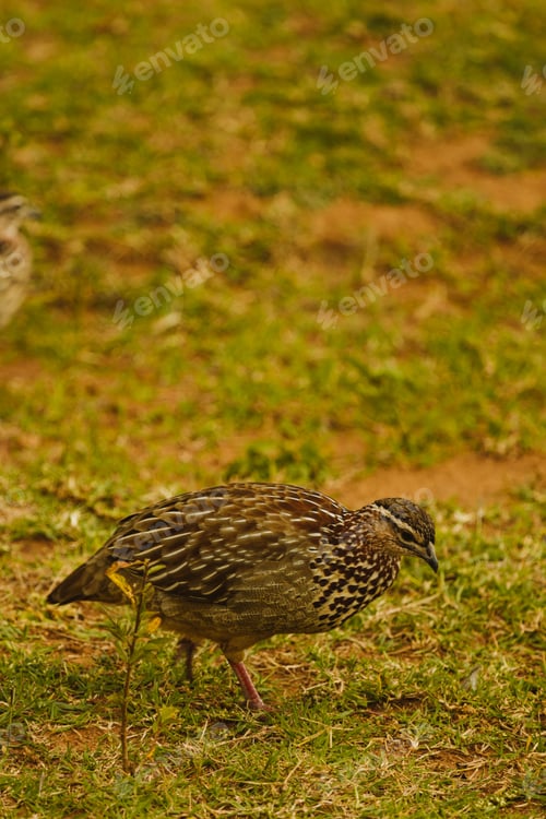 Preview: Birds