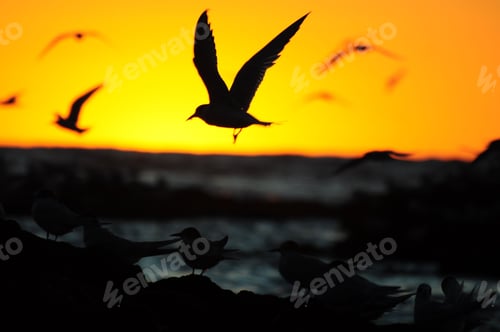 Preview: Flock of seagulls soaring over the body of water against the bright orange sunset