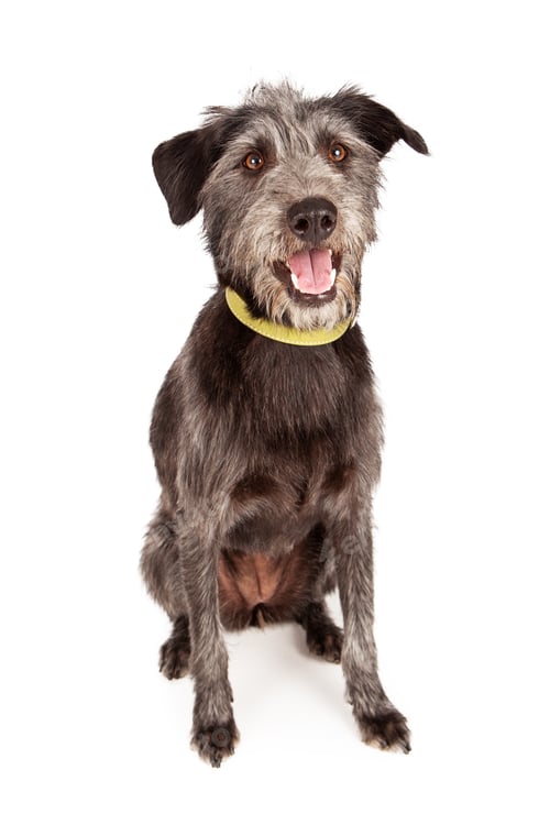 Preview: Happy Scruffy Mutt