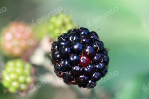 Preview: blackberry fruit