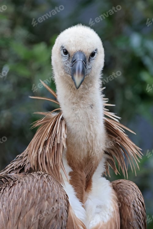 Preview: Eurasian griffon vulture (Gyps fulvus)