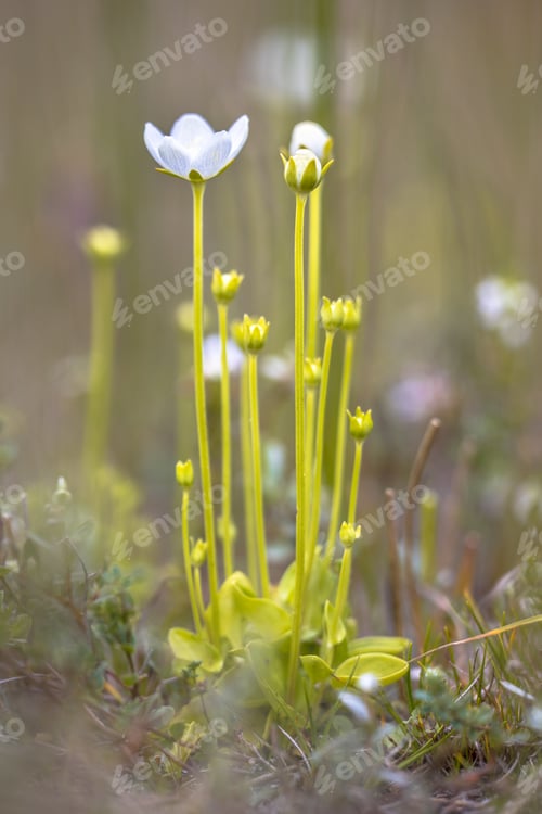 Preview: Marsh grass of Parnassus