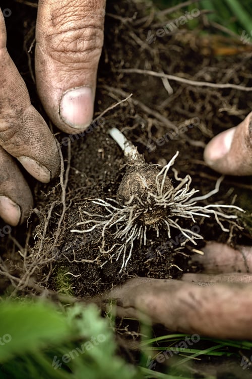 Preview: Young hyacinth bulb with soil