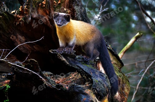 Preview: Cute yellow-throated marten (Martes flavigula) on the tr