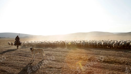 Preview: grazing sheep, shepherd and sheepdog