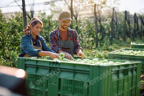 Preview: Happy couple examining crates with freshly picked apples while working in orchard.