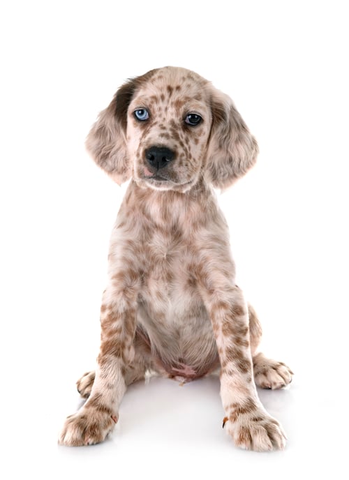 Preview: puppy english setter