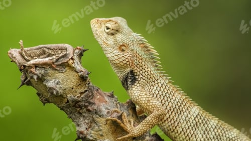 Preview: Closeup shot of lizard on a branch against green background