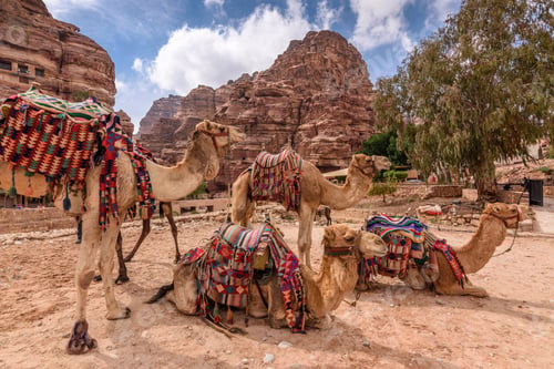 Preview: Camels resting on the ground in the valley of red sandstone cliffs, and Nabataean rock caves and