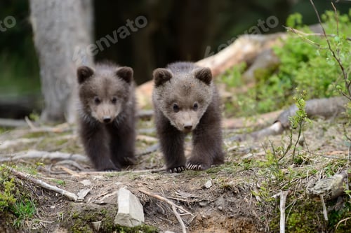 Preview: Brown bear cub