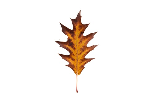 Preview: #5170 Dried leaf isolated on a transparent background