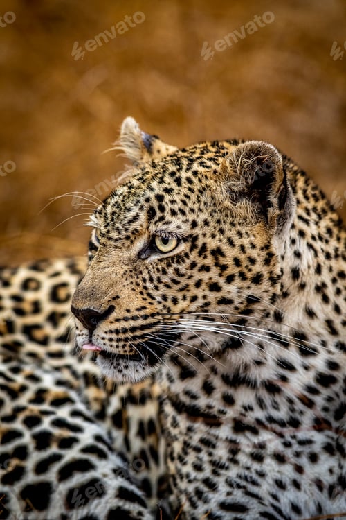 Vista previa: Close up of a female Leopard in the Kruger.