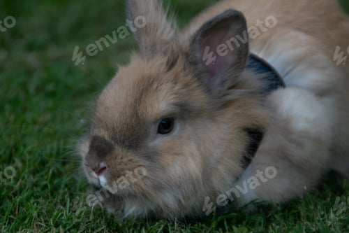 Preview: Selective focus shot of a cute rabbit with a harness on green grass