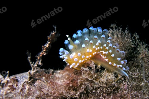 Preview: Sea Slug, Crested Aeolis, Cabo Cope-Puntas del Calnegre Natural Park, Spain