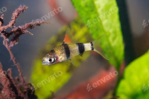 Preview: Young cyprinid fish Enteromius rohani in freshwater aquarium