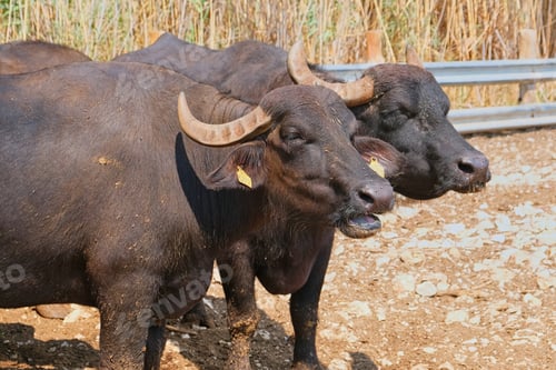 Preview: close up view of water buffalo