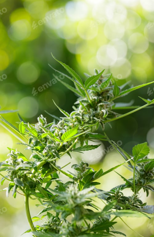 Preview: marijuana leaves cannabis plants a beautiful background