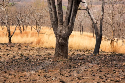 Preview: Burnt trees and grass after a forest fire.