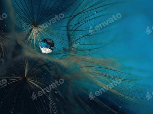 Preview: Abstract dandelion flower background, extreme closeup. Big dandelion on natural background. Art phot