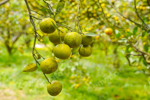Preview: Orange Tree