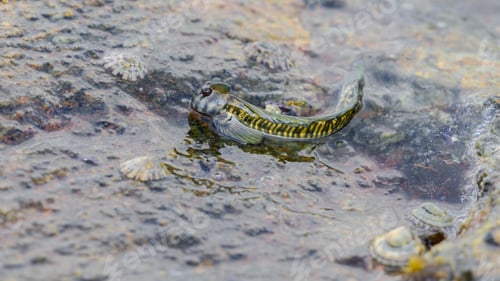 Preview: Mudskipper fish out of the sea and resting on a wet rock close-up shot.