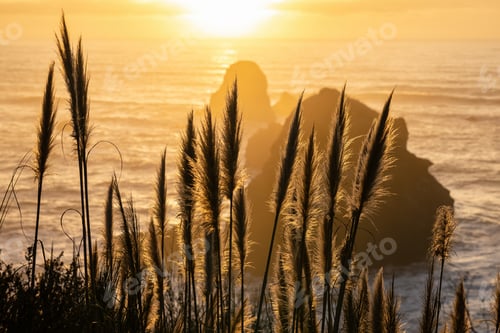 Preview: Selective focus shot of ears of corn with dramatic sunset over a seascape in California beach, USA
