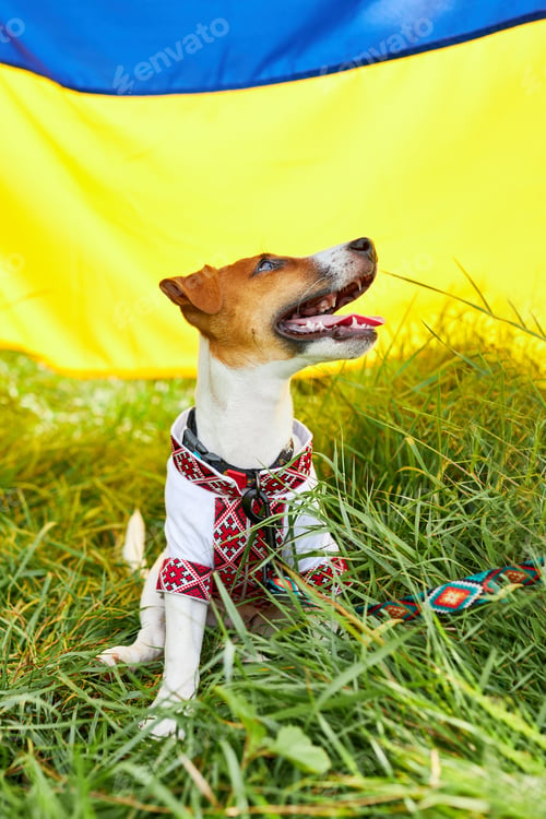 Preview: Cute puppy Jack Russell terrier- a patriot of Ukraine